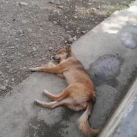 سگ نر