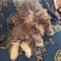 گربه پرشین نر