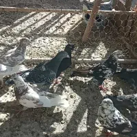 تعدادی غریب گیری|پرنده|ابهر, |دیوار