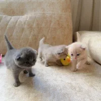 فروش چهار بچه گربه اسکاتیش فولد|گربه|اصفهان, خانه اصفهان|دیوار