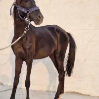 نریون عرب|اسب و تجهیزات اسبسواری|دوگنبدان, |دیوار