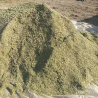 کاه خار شتری|خدمات باغبانی و درختکاری|قوچان, |دیوار