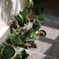 گل وگیاه|گل و گیاه طبیعی|پرند, فاز ۶|دیوار