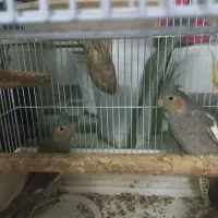 عروس هلندی بازیگوش و سرحال|پرنده|مهدی شهر, |دیوار