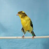 قناری ماده آماده 2عددرسمی بلندجوجه2025تن نرفته