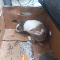 خرگوش|موش و خرگوش|اقبالیه, |دیوار