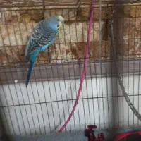 مرغ عشق نر|پرنده|صباشهر, |دیوار