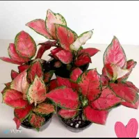 گل مصنوعی|گل مصنوعی|قرچک, پارس سرام|دیوار