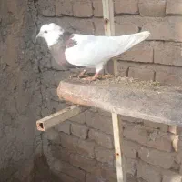 کفتر پرشی|پرنده|ملکان, |دیوار