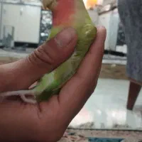 طوطی برزیلی