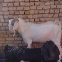 حیوانات