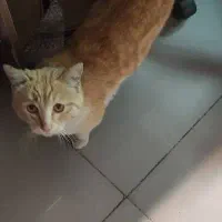 سرپرست مسئولیت پذیر