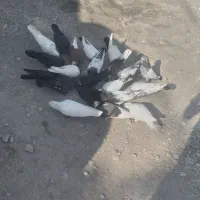 کبوتر|پرنده|میناب, |دیوار