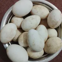 سلام 18عددتخم غاز