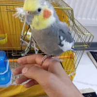 عروس هلندی