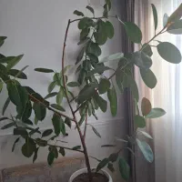 گل فیکوس|گل و گیاه طبیعی|قیدار, |دیوار