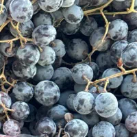 انگور شاهانی (شرابی)