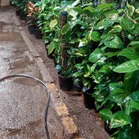 پتوس چماقی ۸۰ و ۱متر