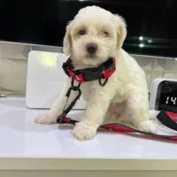 پیچون فریز|سگ|اسالم, |دیوار