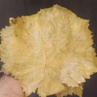 برگ مو * برگ انگور* دلمه