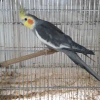 عروس وایت فیس و سیامون مولد جوان روی تخم