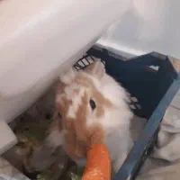 خرگوش سالم|موش و خرگوش|تهران, دولاب|دیوار