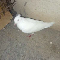 یک عدد سفید کاکل پا صاف نر مست|پرنده|دهدشت, |دیوار