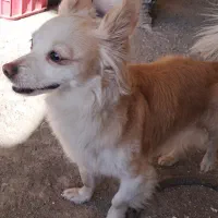 سگ پامرین خوشگل