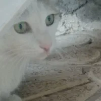 گربه|گربه|ارومیه, |دیوار