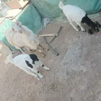 بز با دو کره ماده