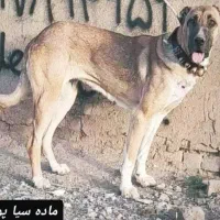 واگذاری سگ های جسور نگهبانی صفت بدون برگشت|سگ|کرج, بنیاد|دیوار