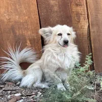 سگ پاکوتاه نر