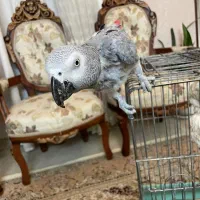 کاسکو دم قرمز
