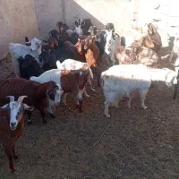 تعداد ۲۷ راس بز زاییده و ابستن|حیوانات مزرعه|مهریز, |دیوار