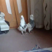 معاوضه با عروس هلندی|پرنده|گوهران, |دیوار