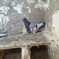 کبوتر کله سیاه جفتی|پرنده|مرودشت, رامجرد یک|دیوار
