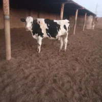 تلیسه سرسینه گاو گوساله|حیوانات مزرعه|پائین جام, |دیوار