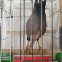 مرغ مینا سخنگو