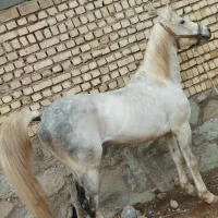 اسب نریان نه ساله