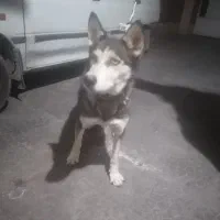 واگذاری. هاسکی زیباوباهوش. ویک اشپیتز واقعابازیگوش