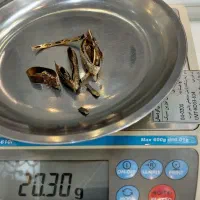 طلای ریز و سبک ، خرید و فروش طلای شکسته و ابشده