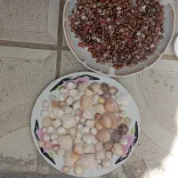 صدف