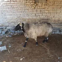 چند راس گوسفند فروشی