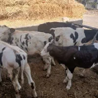 گوساله.تلیسه.گاو