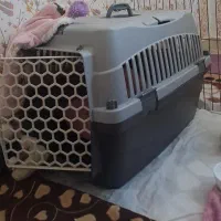 حیوان خانگی|سگ|زنجان, |دیوار