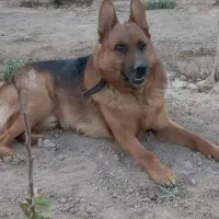 سگ ژرمن