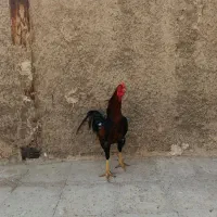 خروس لاری ترک