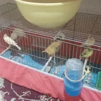 خورموج لنگک قناری نرمست تک رنگ ۱۸۰۰۰۰۰۰