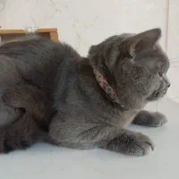 گربه بریتیش