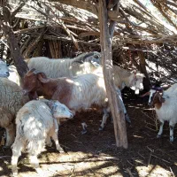 بز و کره|حیوانات مزرعه|ارزوئیه, |دیوار